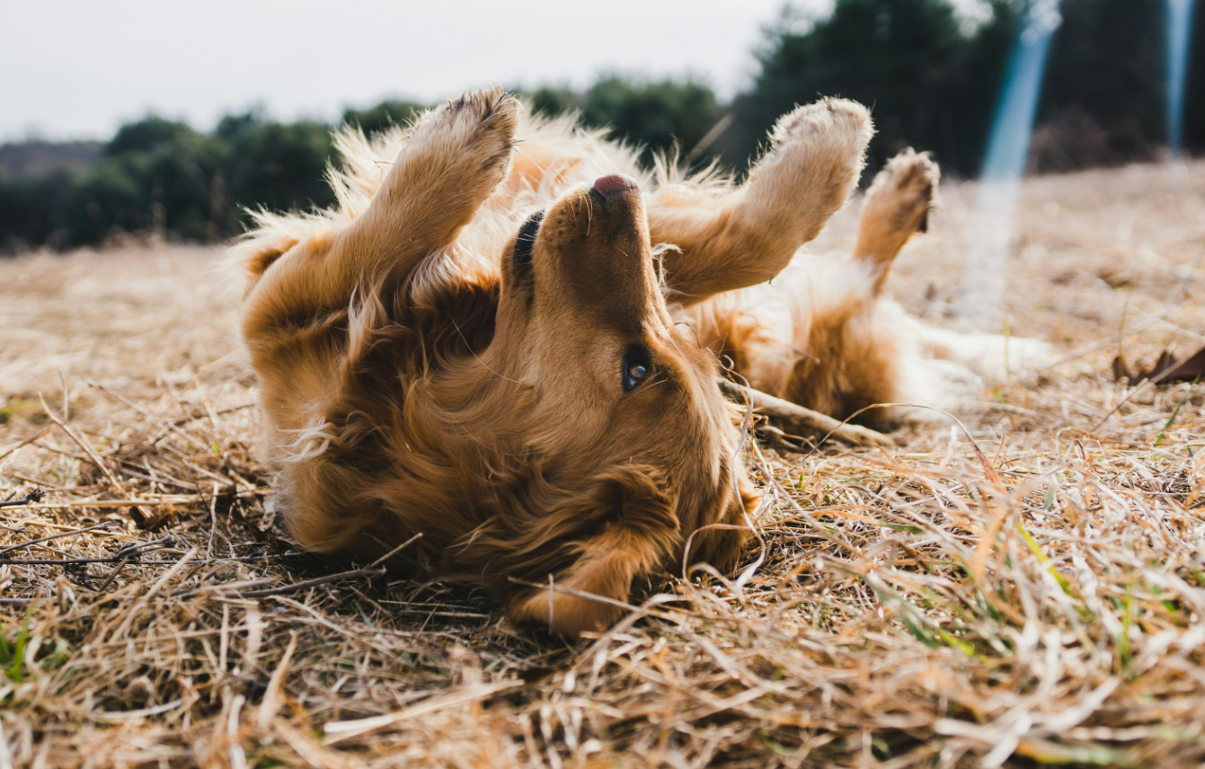 Happy dogs playing 